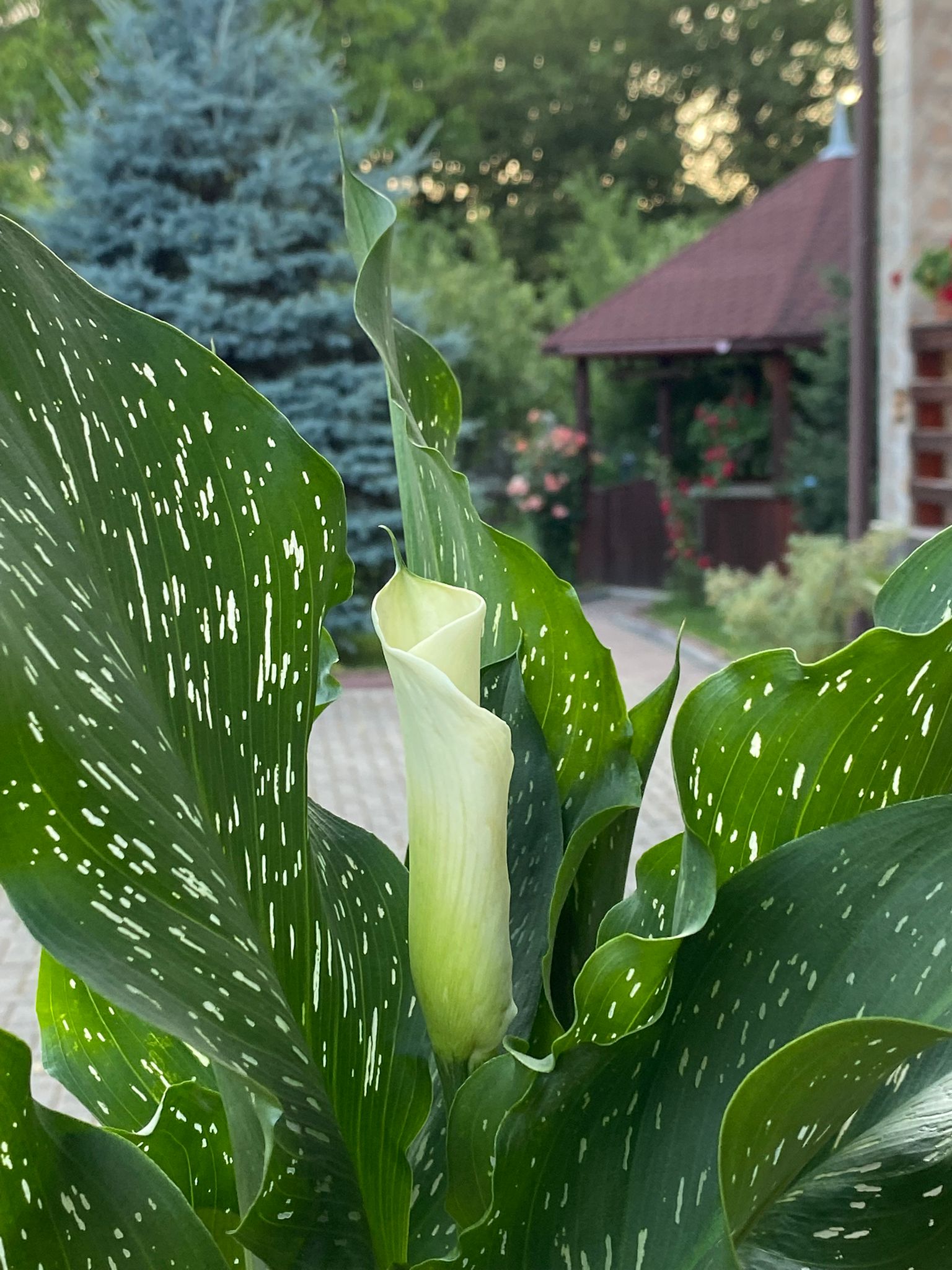 abf56c05-dc23-4a2f-9298-22ff26d1b7ea